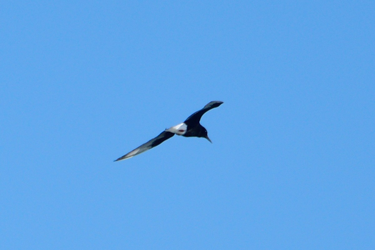 White-winged Tern - ML619015481
