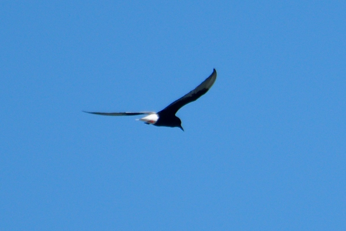 White-winged Tern - ML619015482