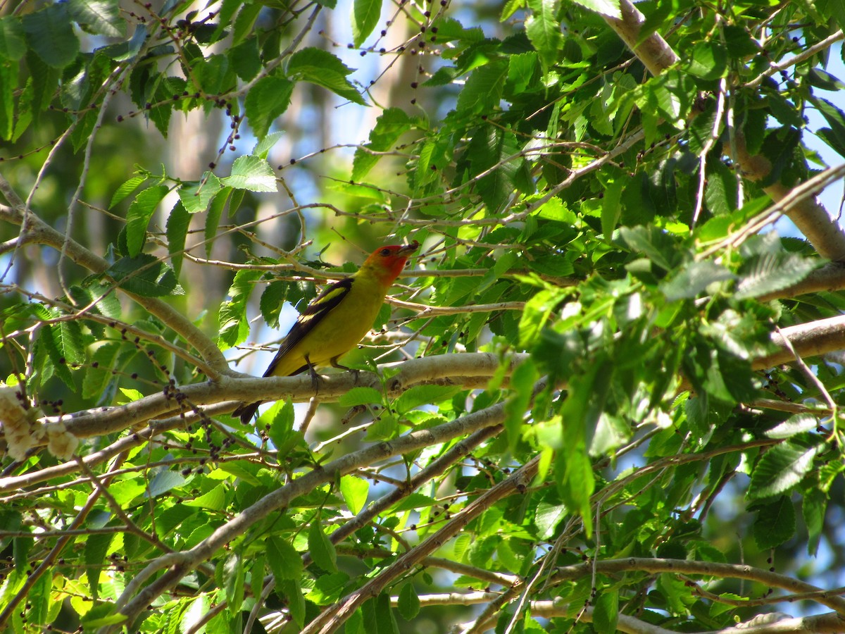 Western Tanager - ML619015496
