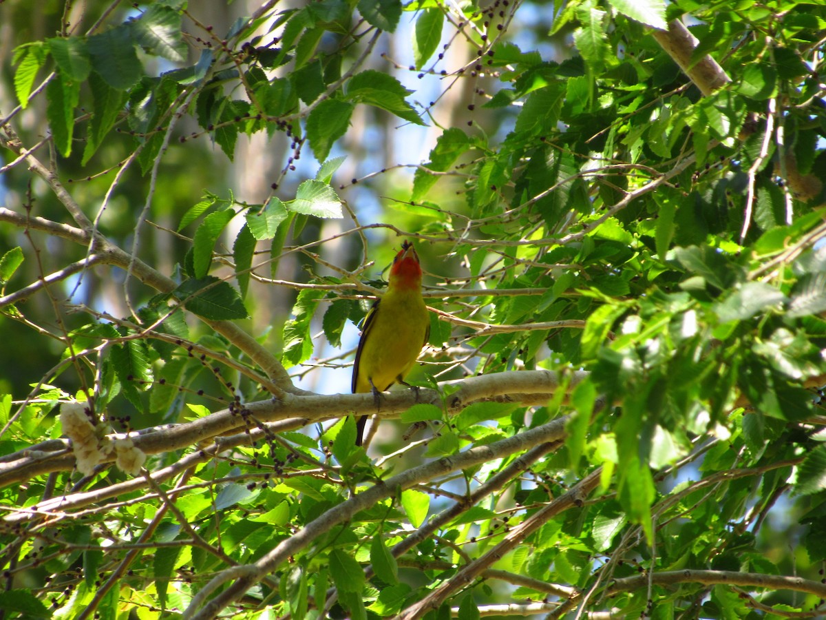 Western Tanager - ML619015497