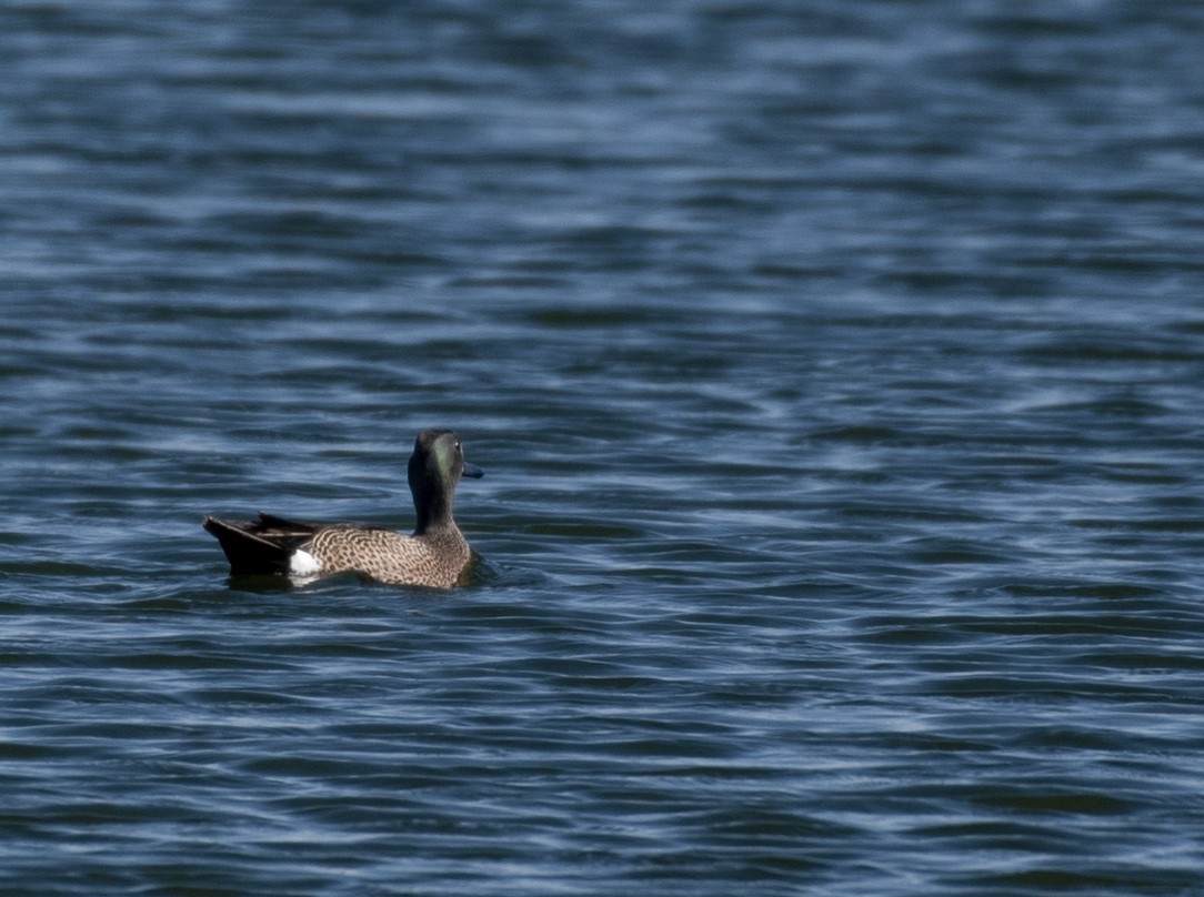 Blue-winged Teal - ML619015501