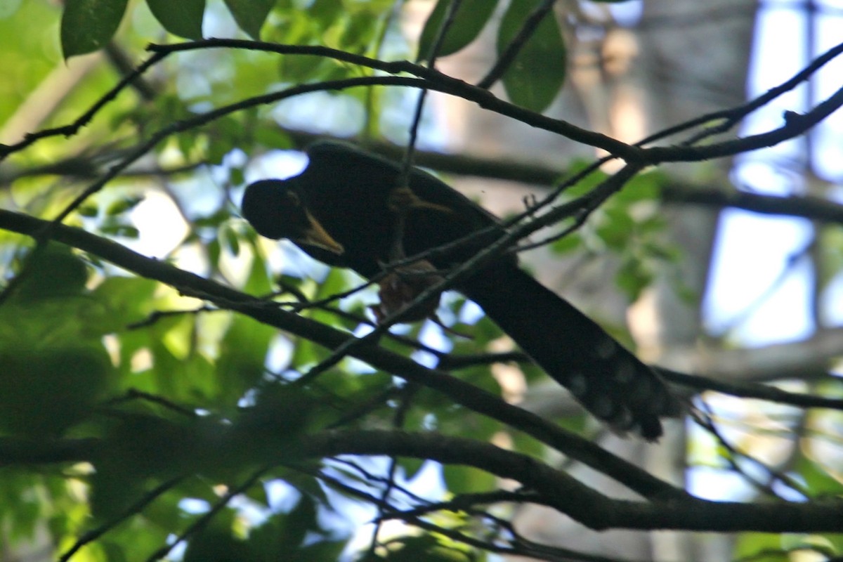 Yellow-billed Cacique - ML619015503