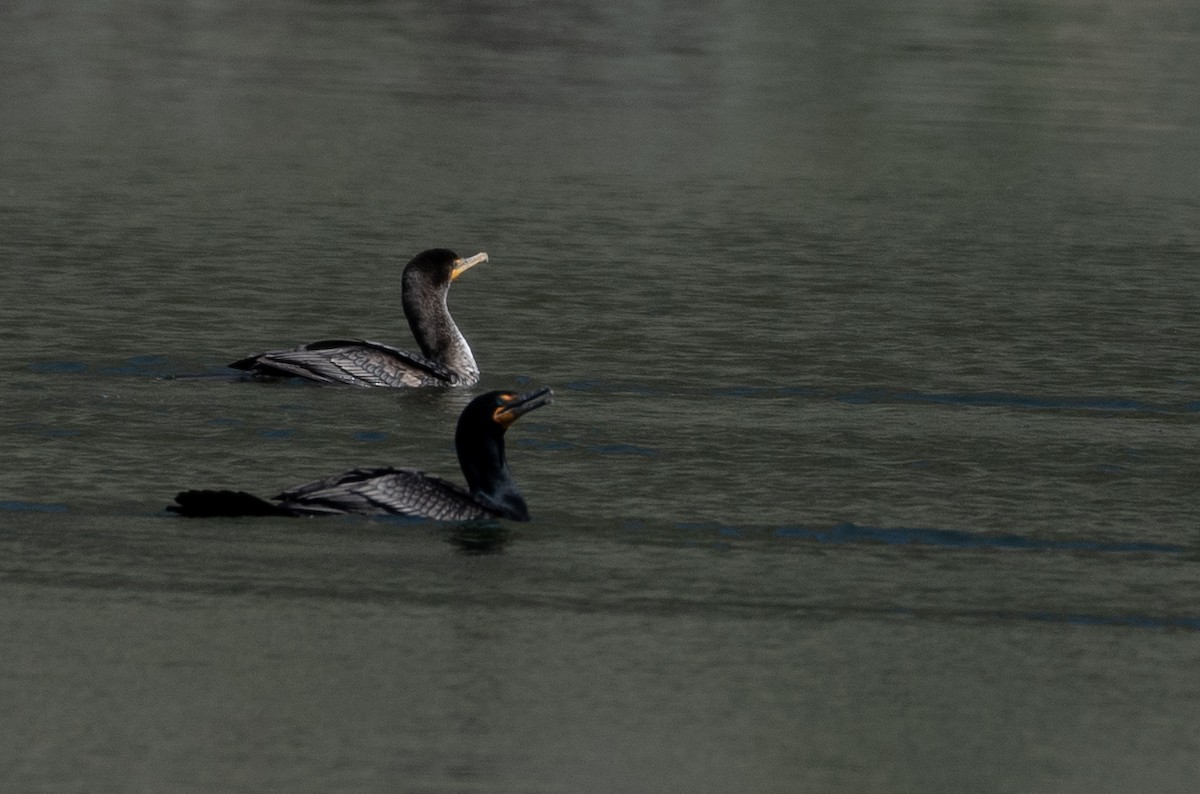 Double-crested Cormorant - Marilyn Sherling
