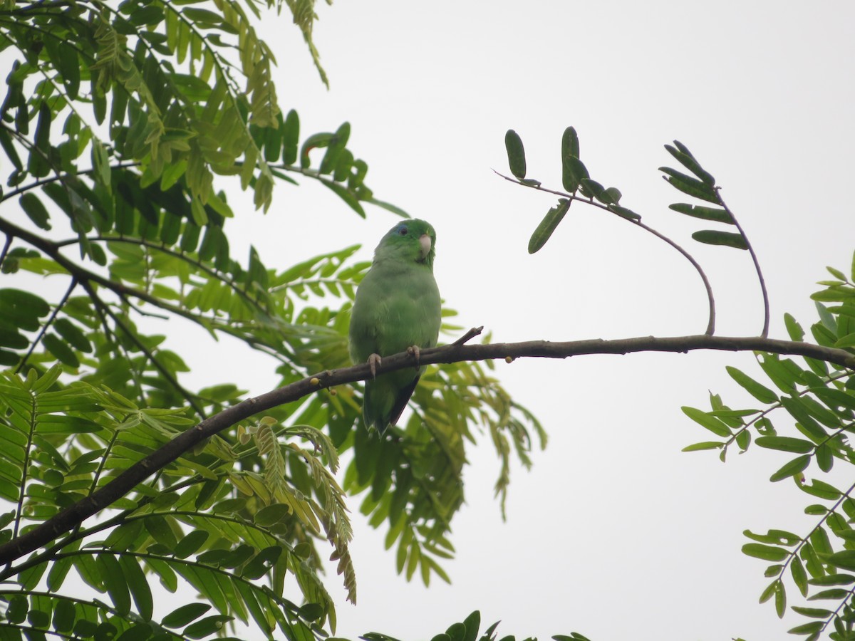 Spectacled Parrotlet - ML619015518