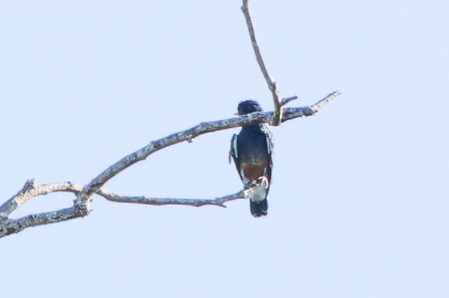 Swallow-winged Puffbird - ML619015521