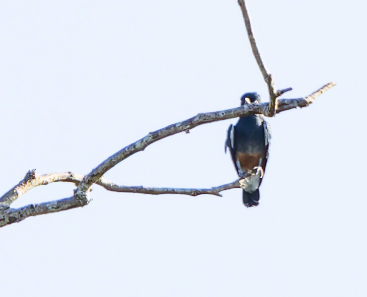 Swallow-winged Puffbird - ML619015522