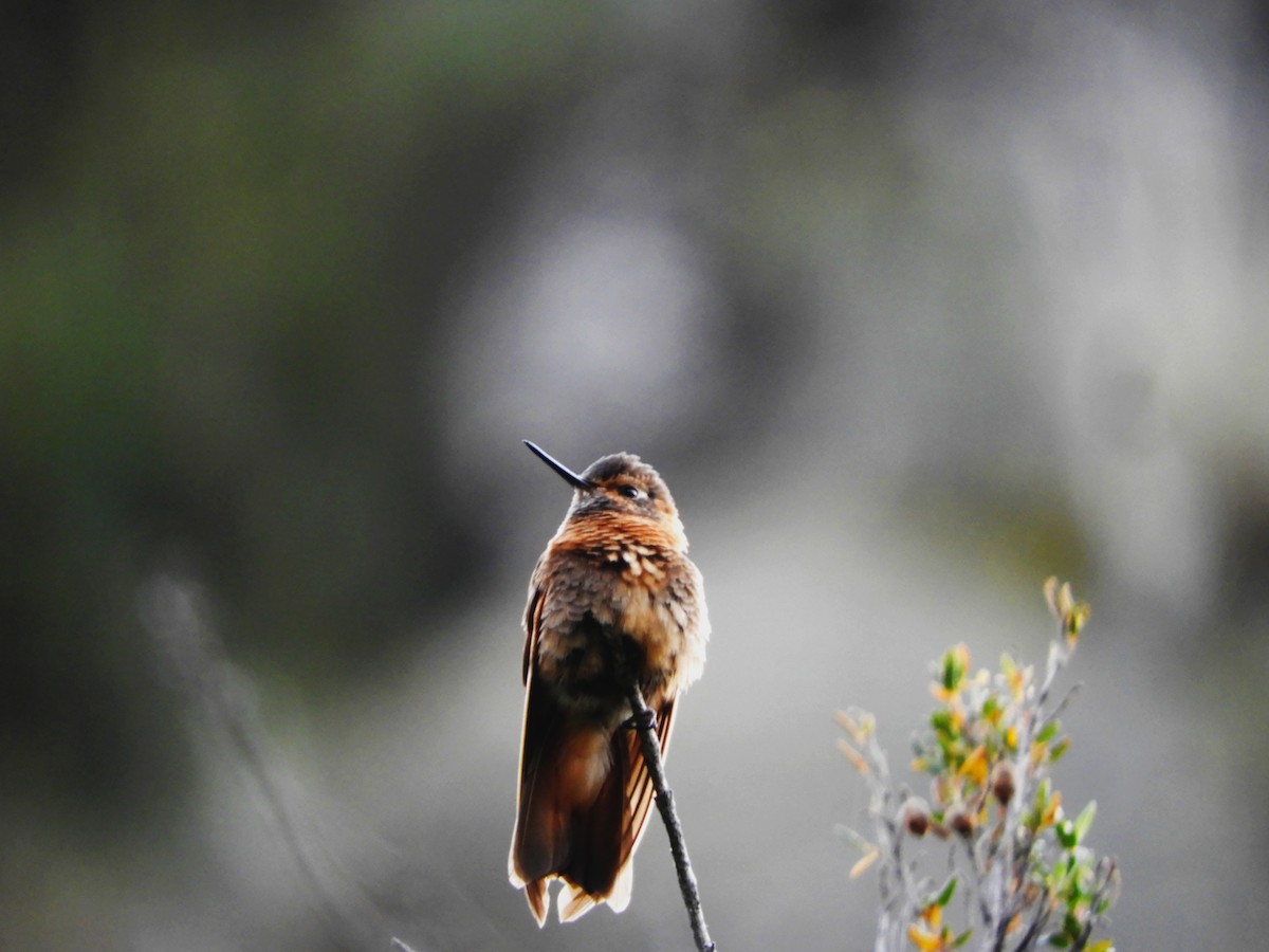 kolibřík duhovohřbetý - ML619015525
