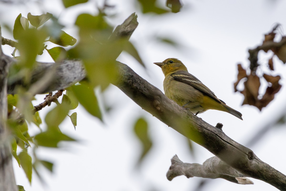 Western Tanager - ML619015550