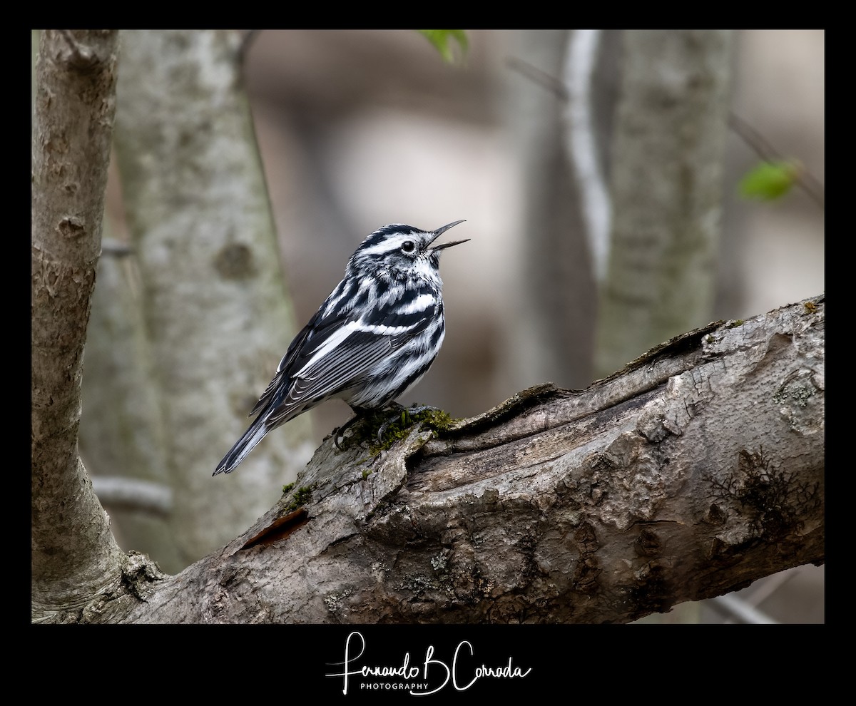 Black-and-white Warbler - Fernando Corrada