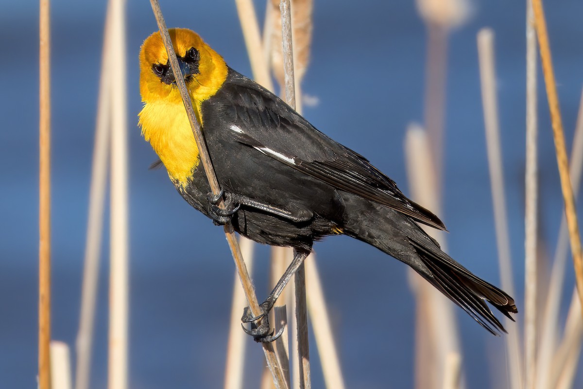 Yellow-headed Blackbird - ML619015636