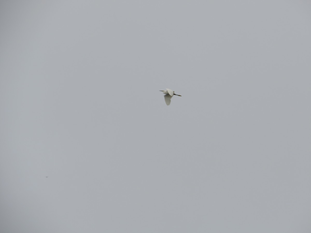 Snowy Egret - ML619015669