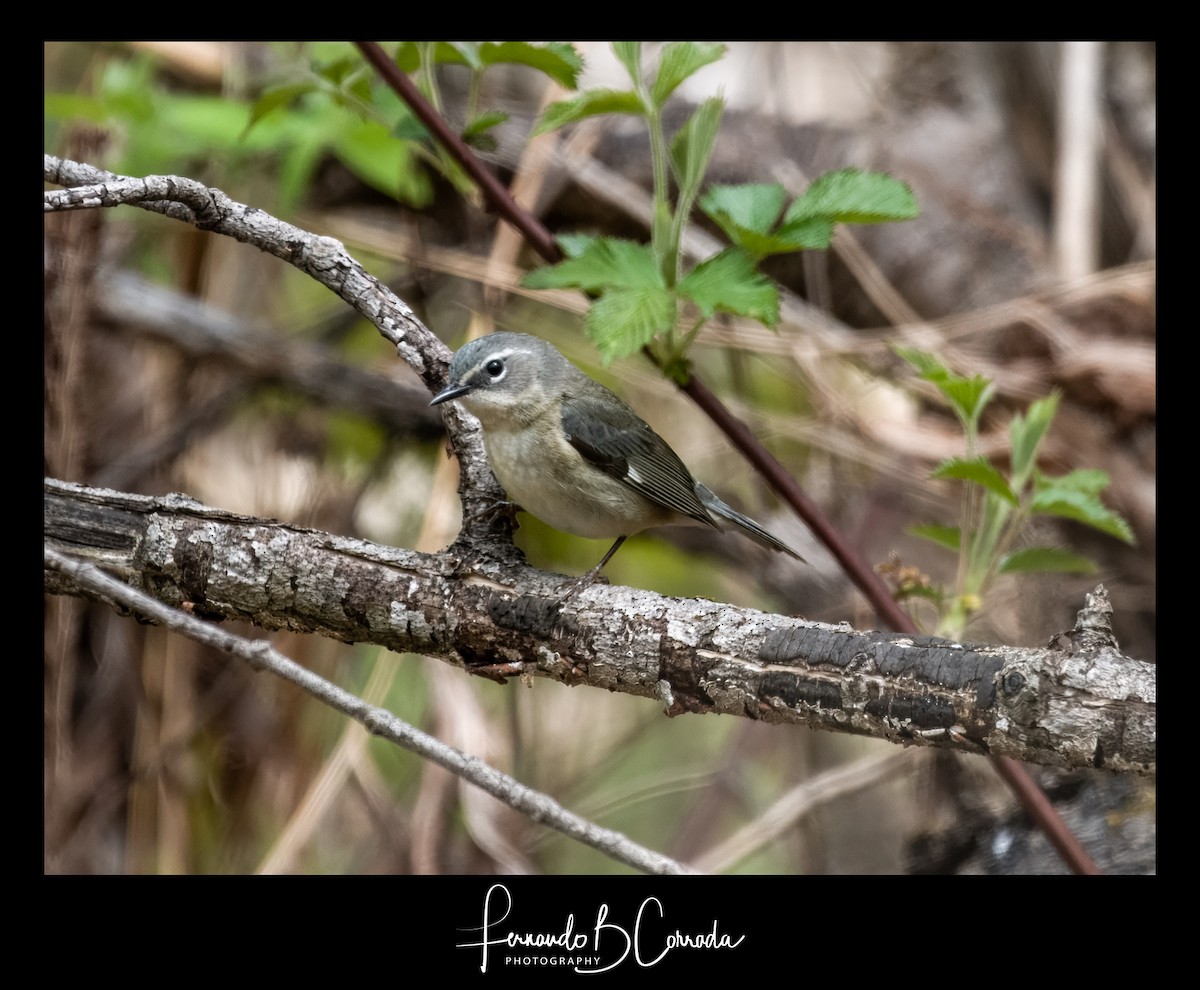 Black-throated Blue Warbler - Fernando Corrada
