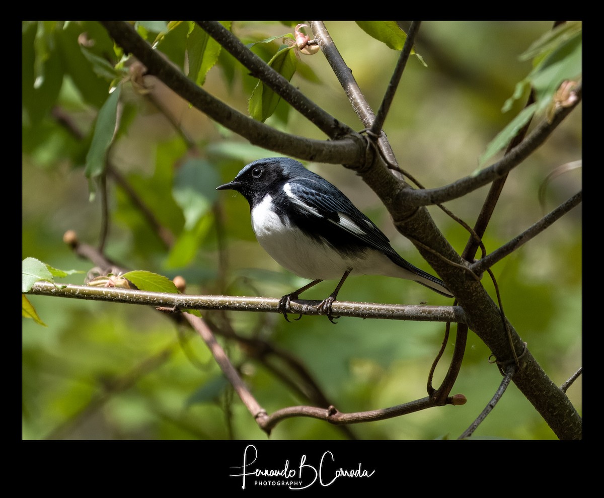 Black-throated Blue Warbler - Fernando Corrada
