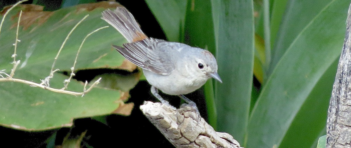 Lucy's Warbler - ML619015707