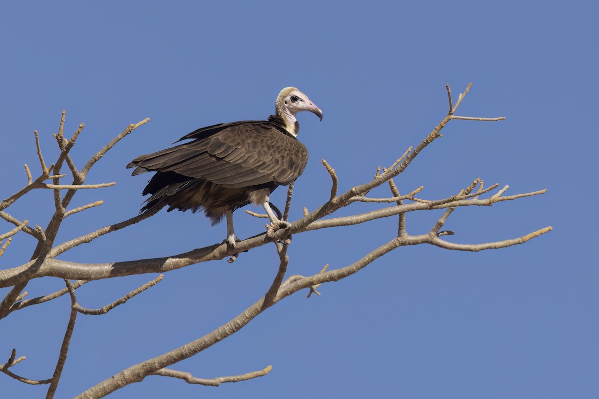 Hooded Vulture - ML619015733