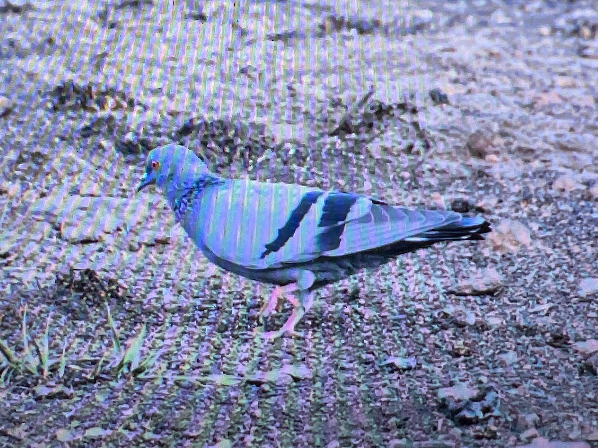 Pigeon biset (forme domestique) - ML619015737