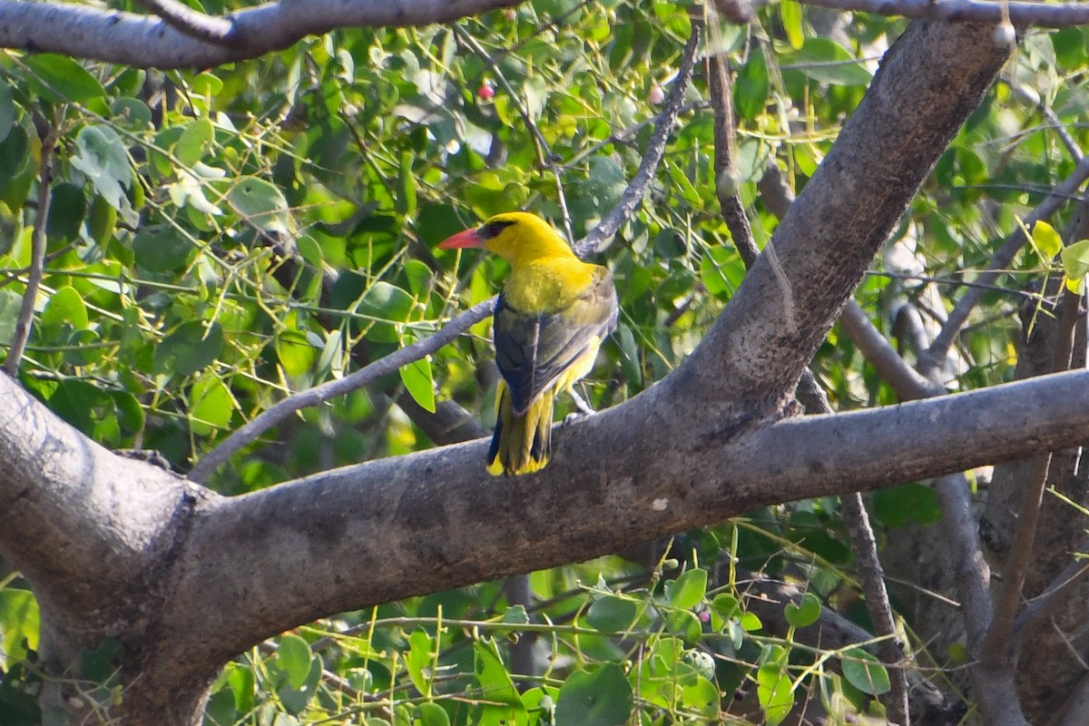 Indian Golden Oriole - ML619015748