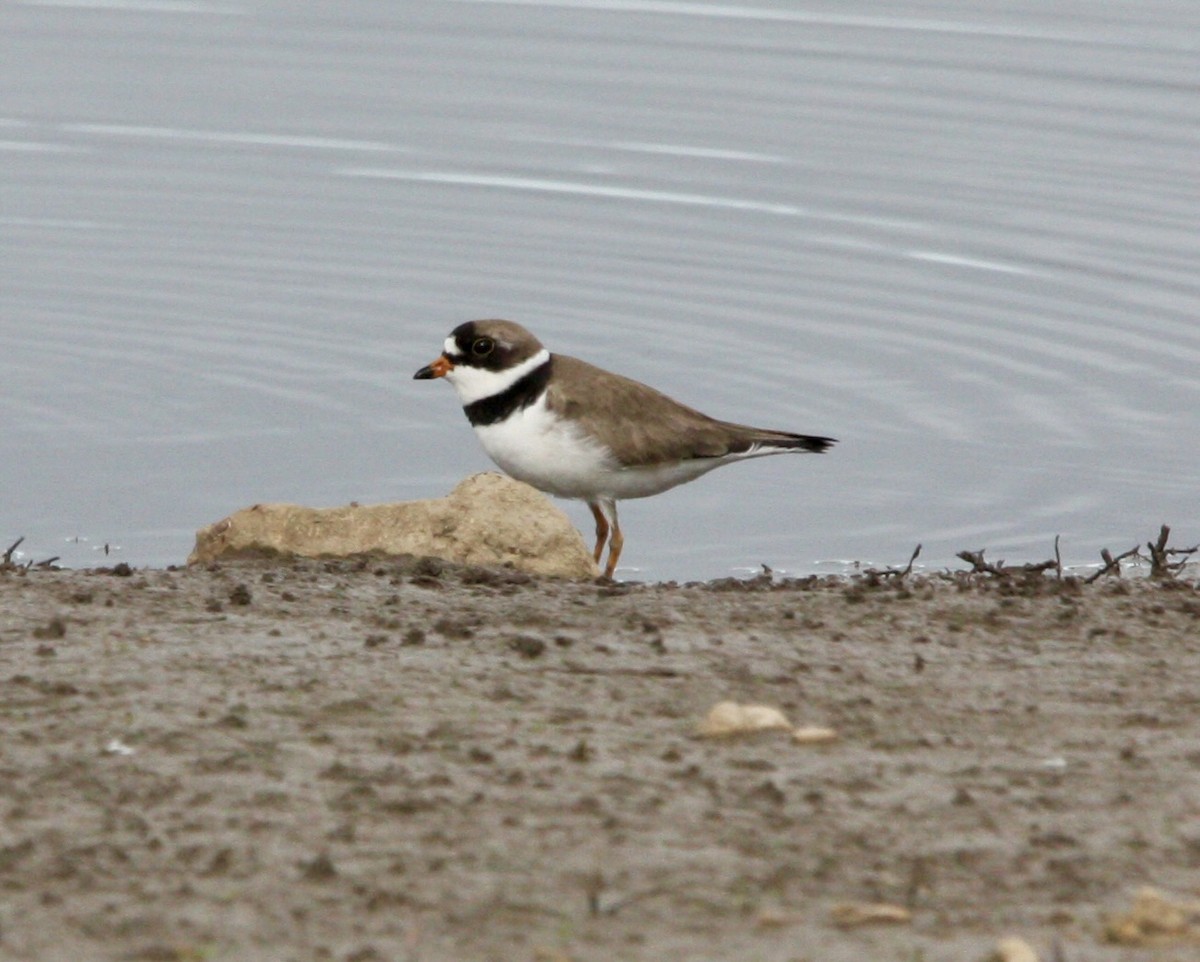 Semipalmated Plover - ML619015761