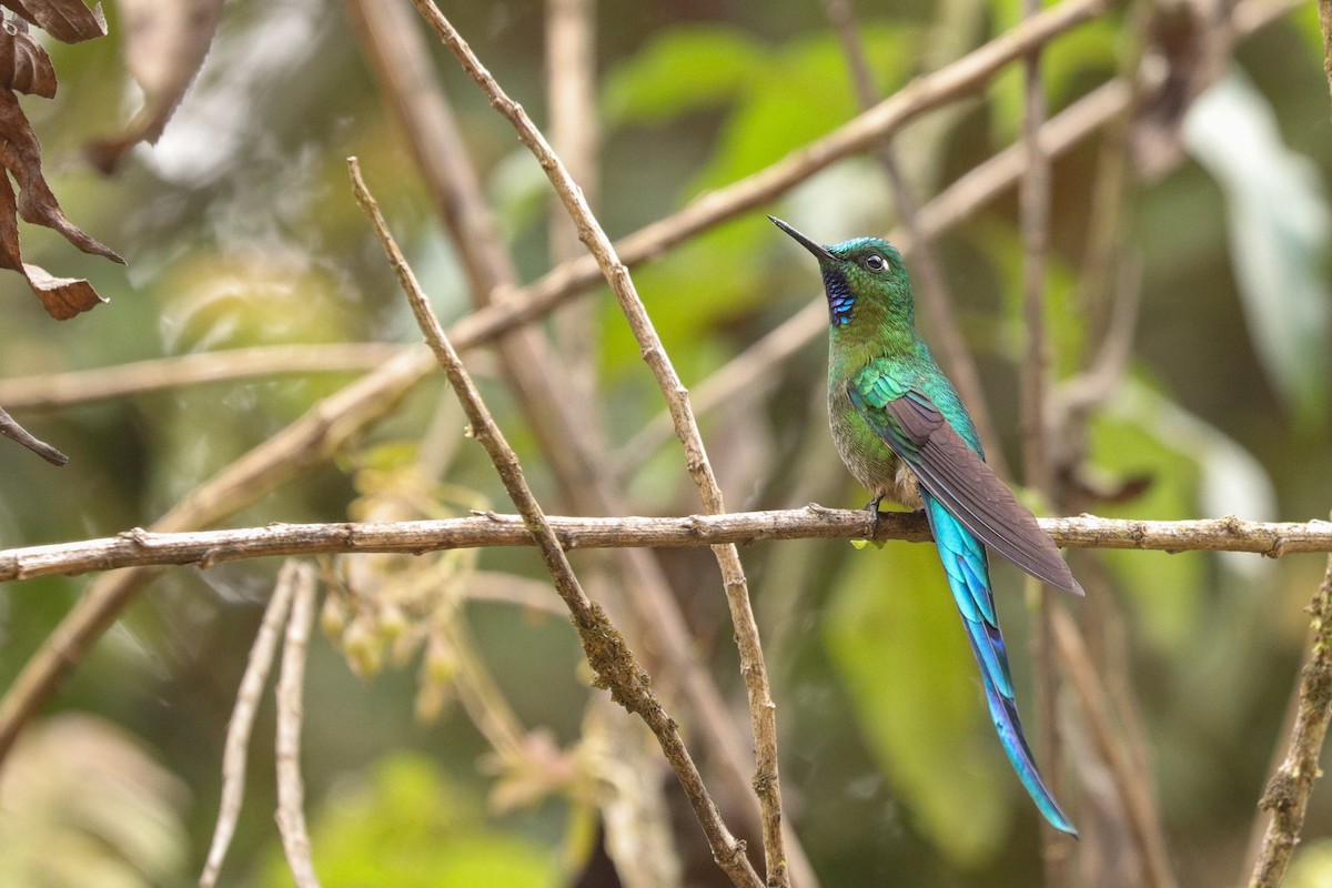 Long-tailed Sylph - ML619015774