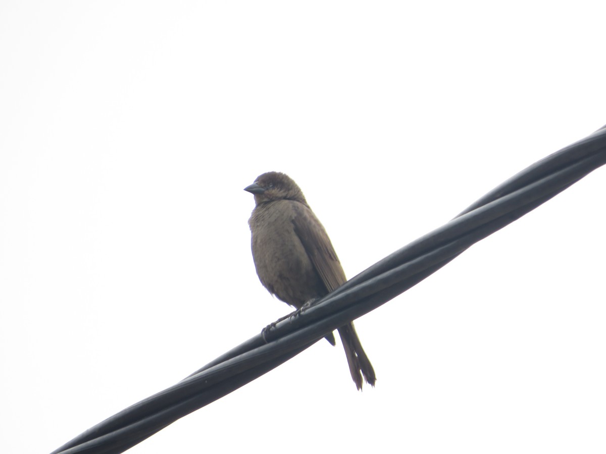 Ruddy-breasted Seedeater - ML619015791