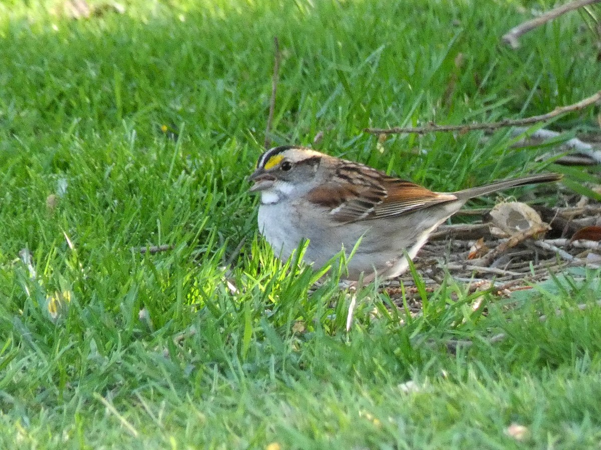 White-throated Sparrow - ML619015801