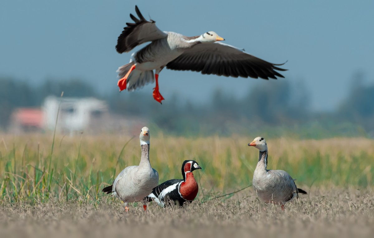 Red-breasted Goose - ML619015822