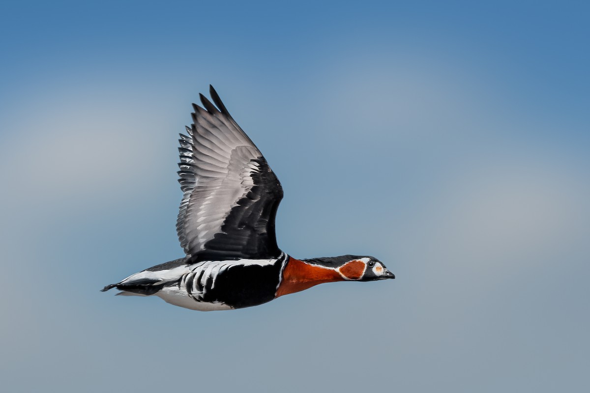 Red-breasted Goose - ML619015824