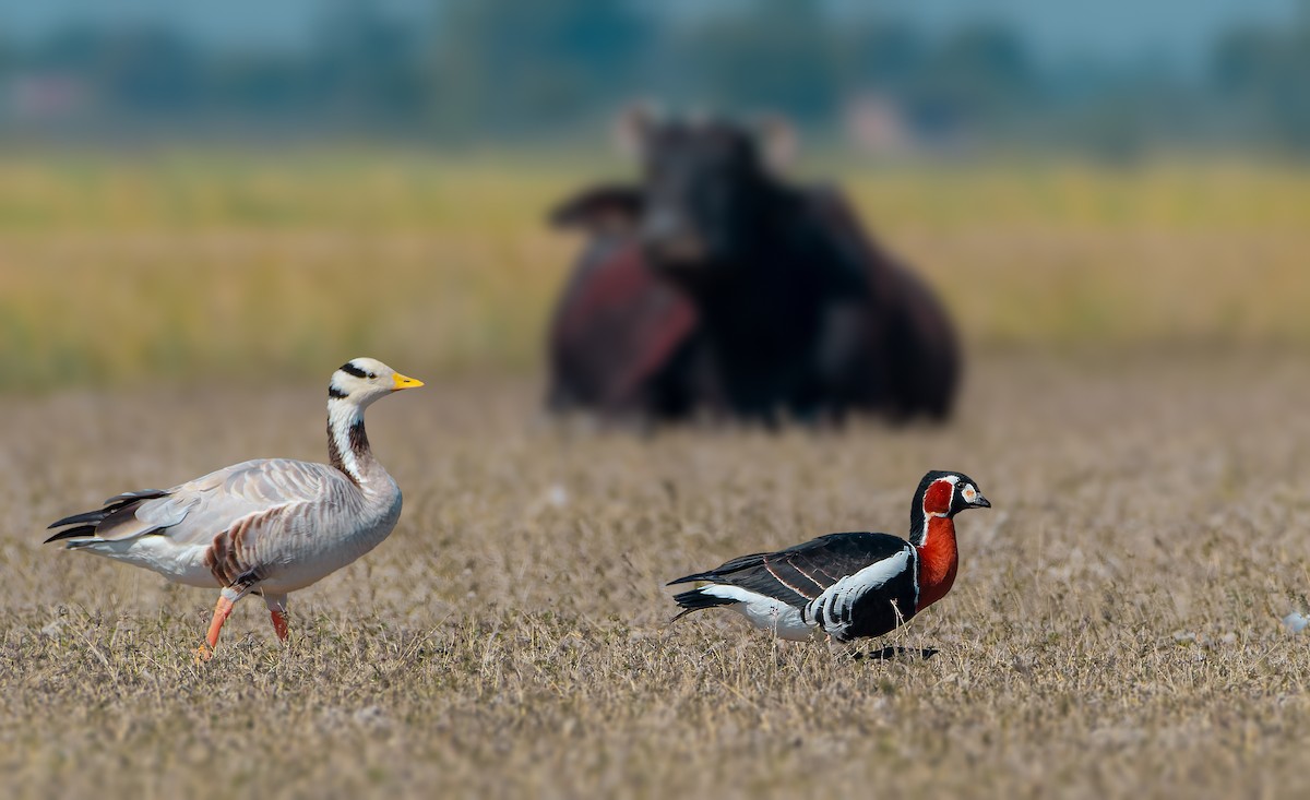Red-breasted Goose - ML619015825
