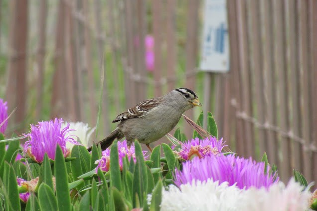 White-crowned Sparrow - ML619015828