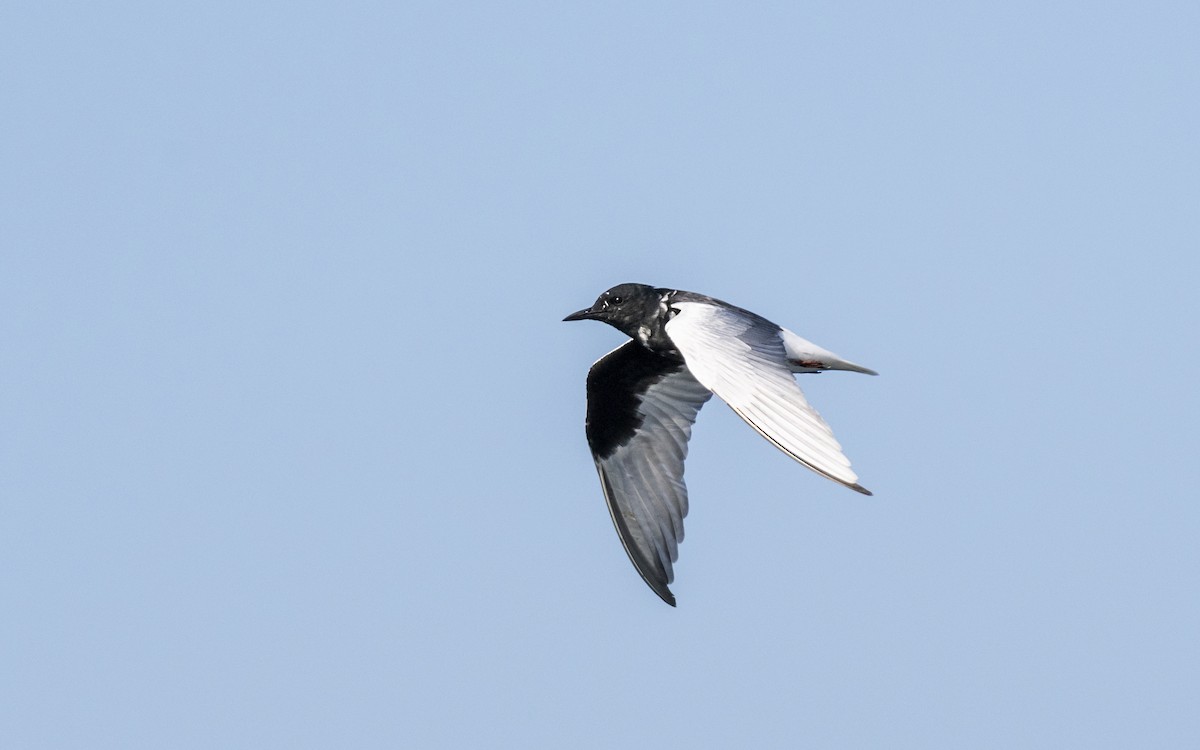 White-winged Tern - ML619015852