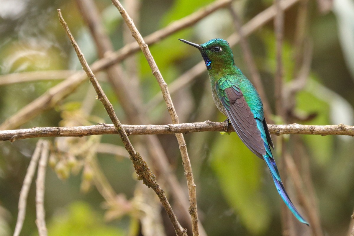 Long-tailed Sylph - ML619015859