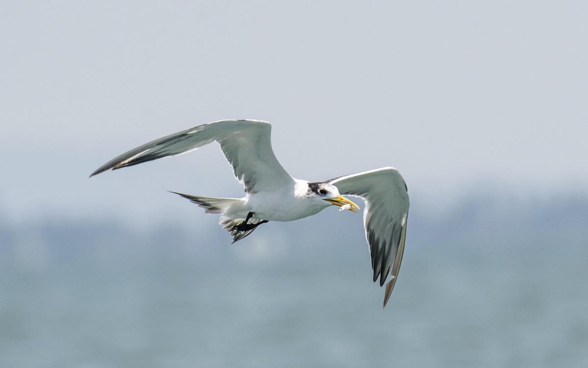 Great Crested Tern - ML619015867