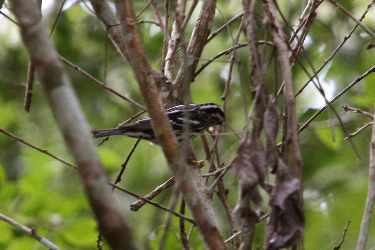Black-and-white Warbler - ML619015869