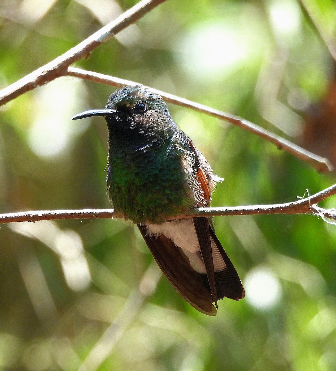 kolibřík páskoocasý - ML619015879