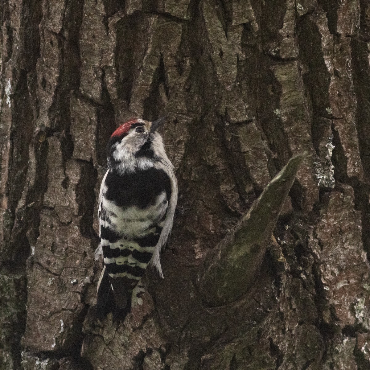 Lesser Spotted Woodpecker - Vladimir Belinskiy