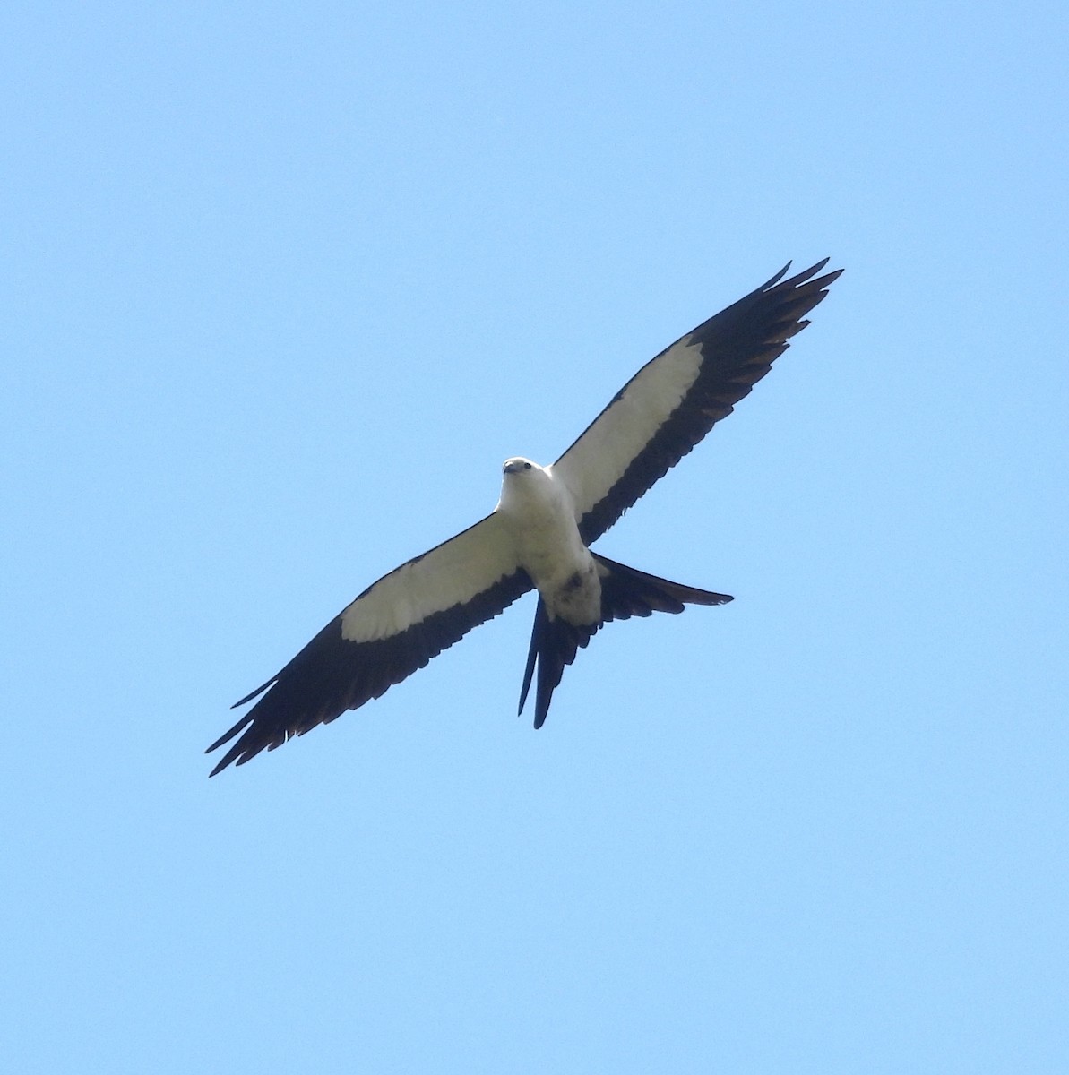 Swallow-tailed Kite - Marvin frabricio Rivera González