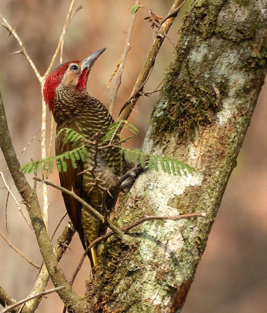 Golden-olive Woodpecker - ML619015898