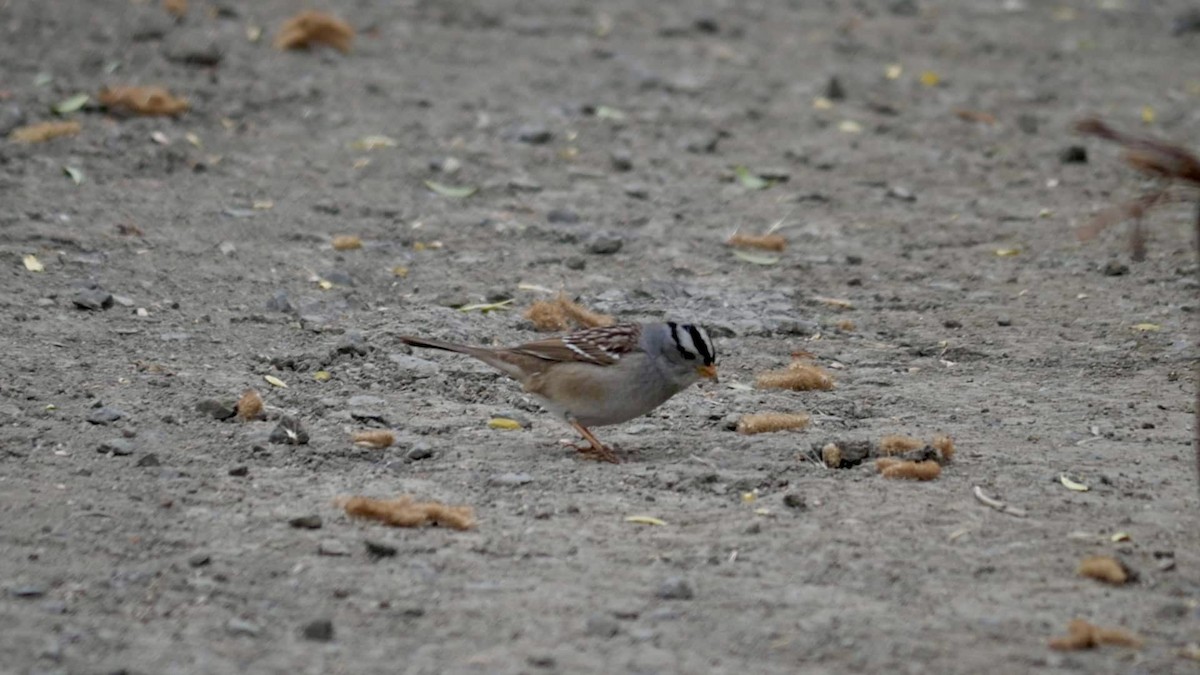 White-crowned Sparrow - ML619015911