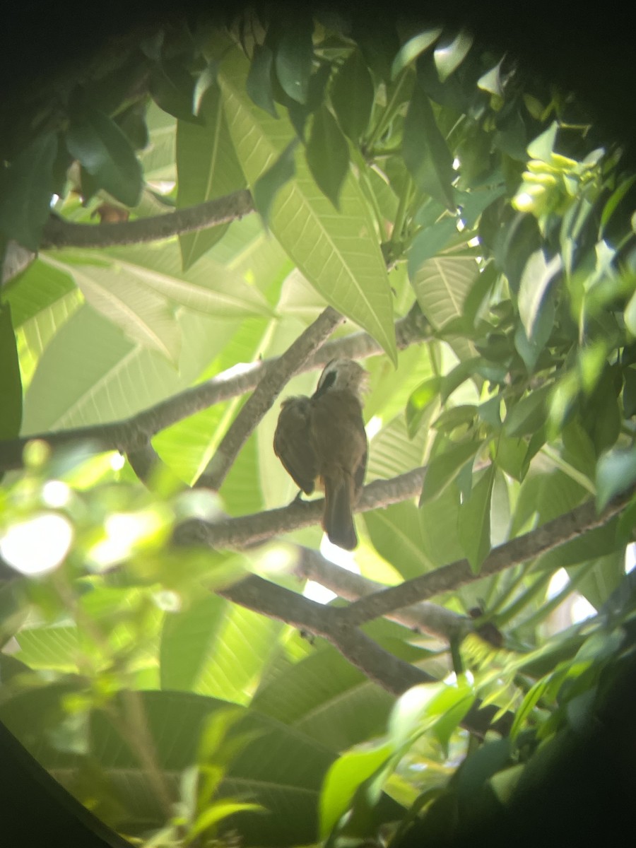 Yellow-vented Bulbul - Andrew Real
