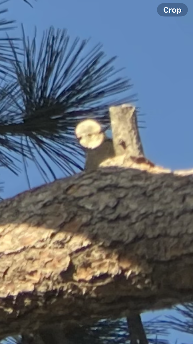 White-headed Woodpecker - ML619015915