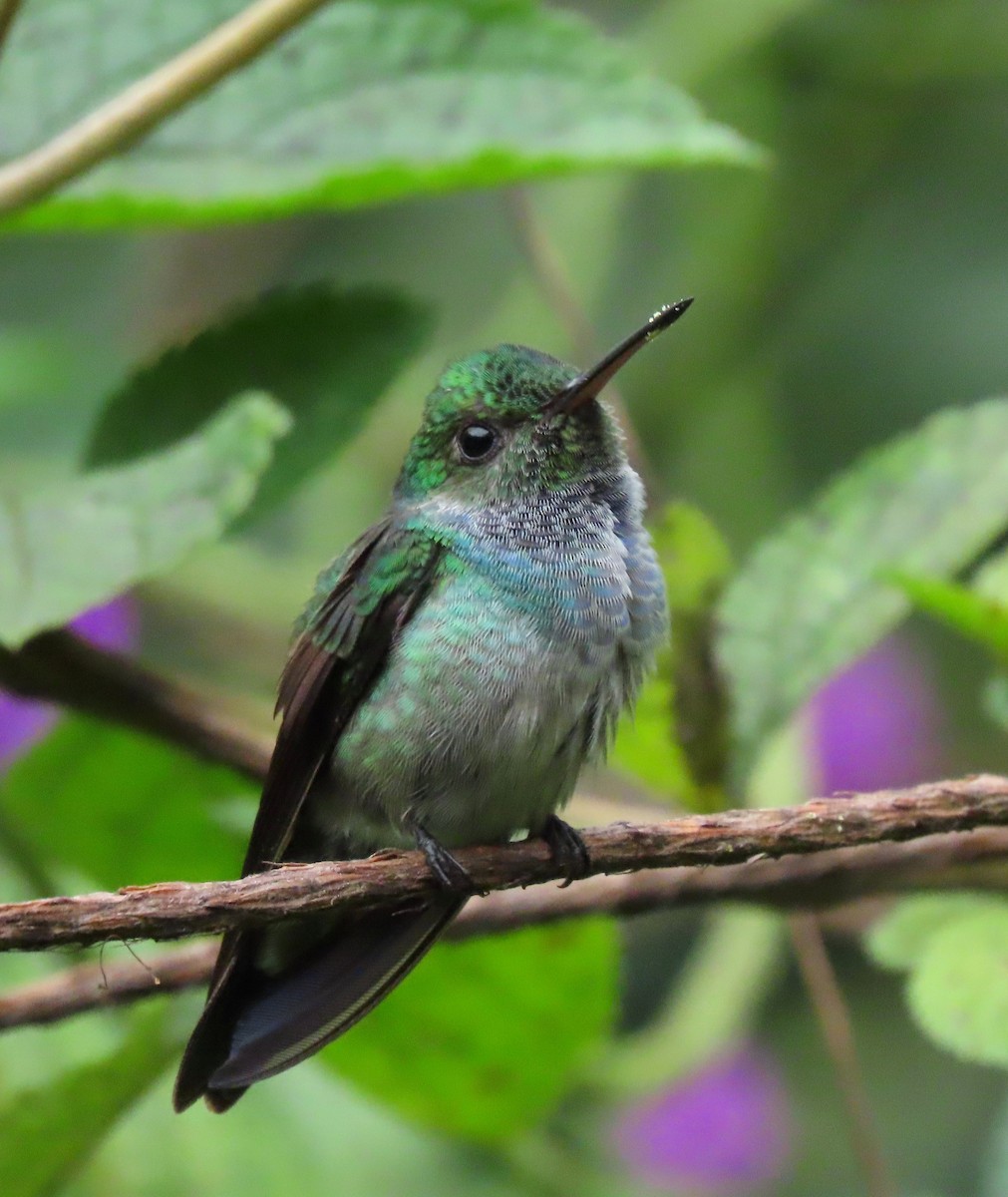 kolibřík modroprsý - ML619015944