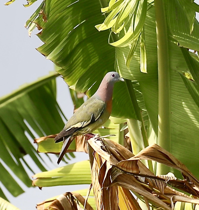 Pink-necked Green-Pigeon - Mark  Hogarth