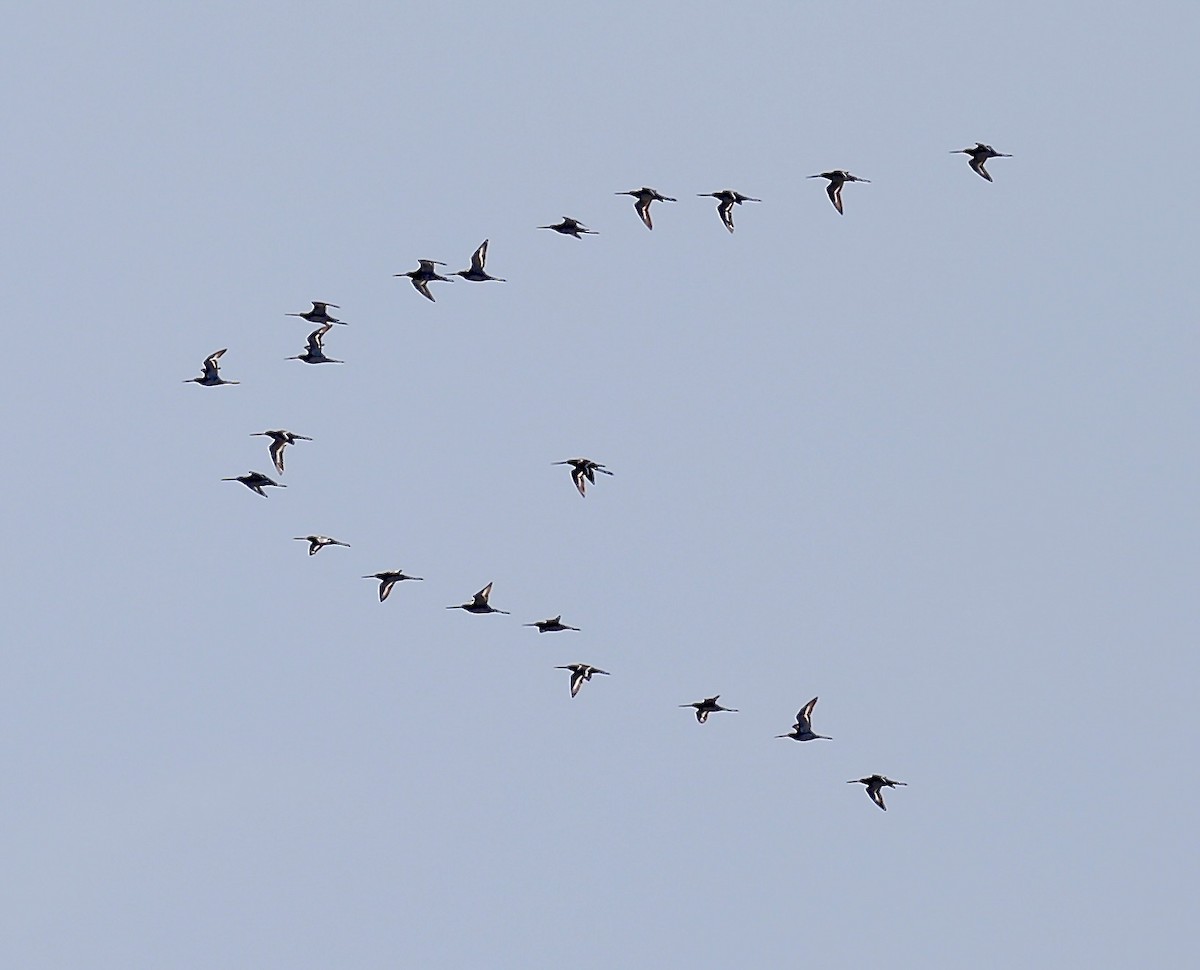 Black-tailed Godwit - Mark  Hogarth