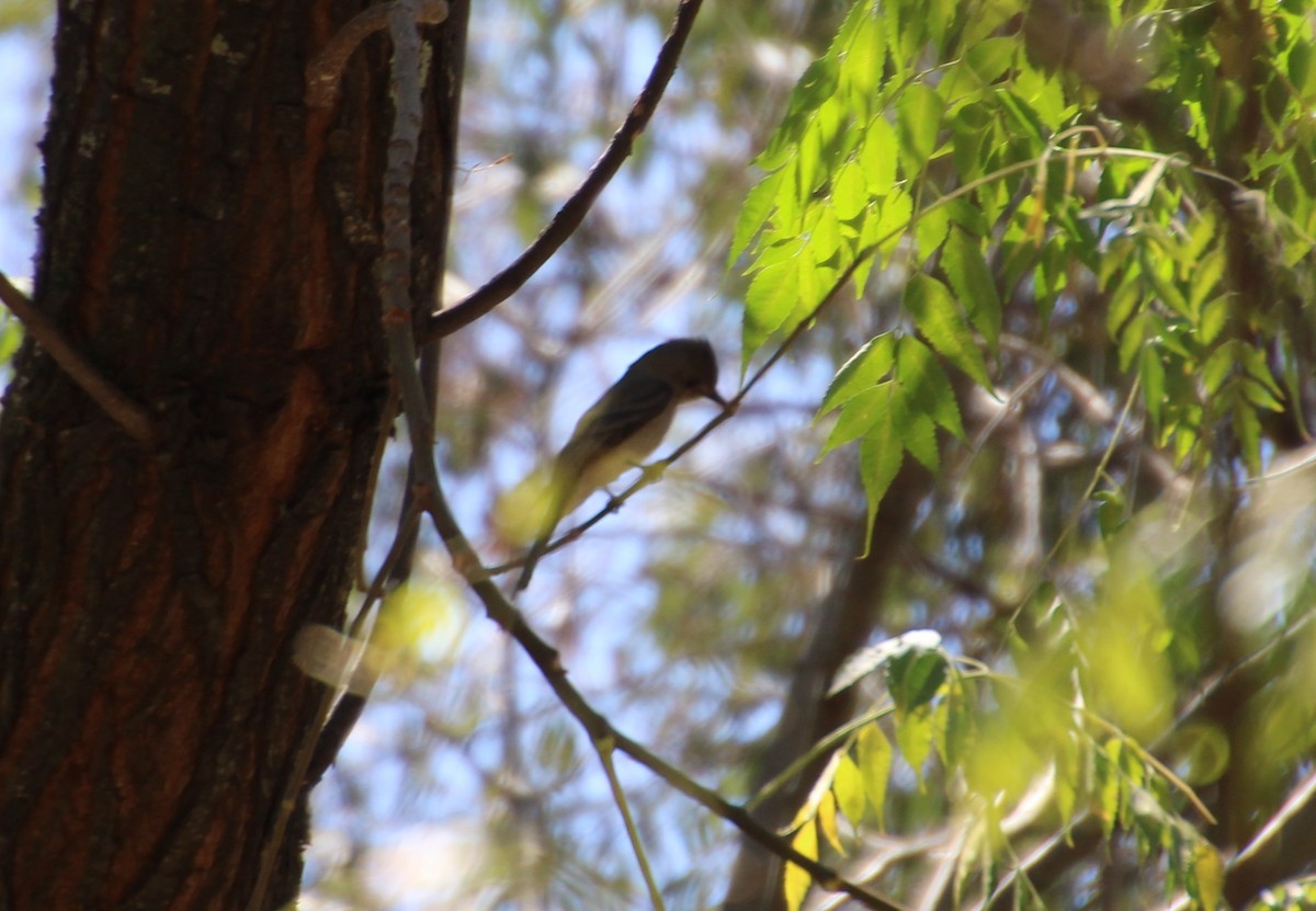 Greater Pewee - ML619015969