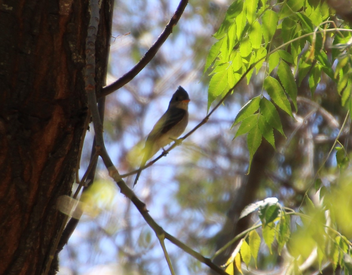 Greater Pewee - ML619015970