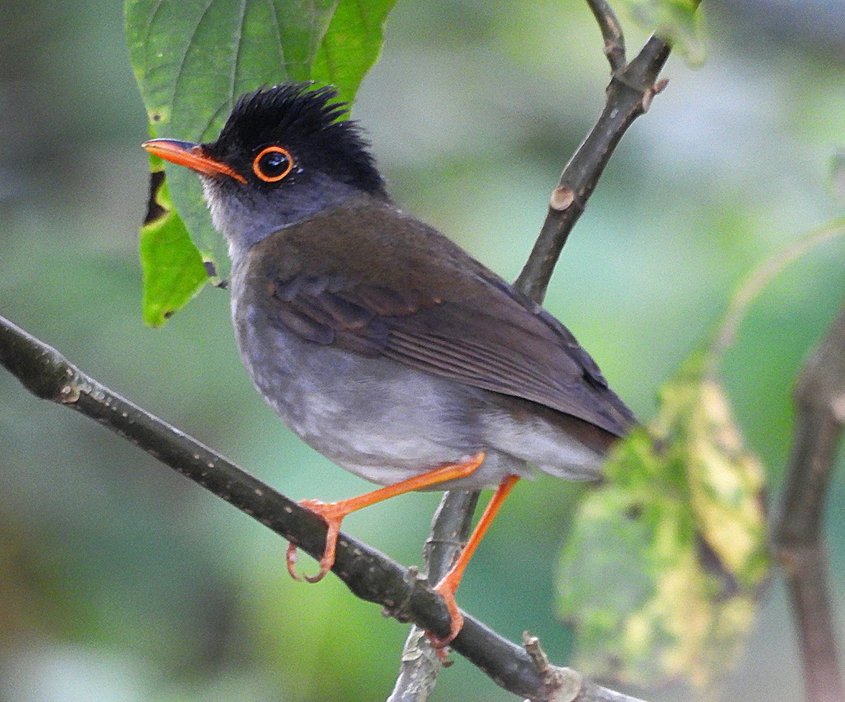 Black-headed Nightingale-Thrush - ML619015973