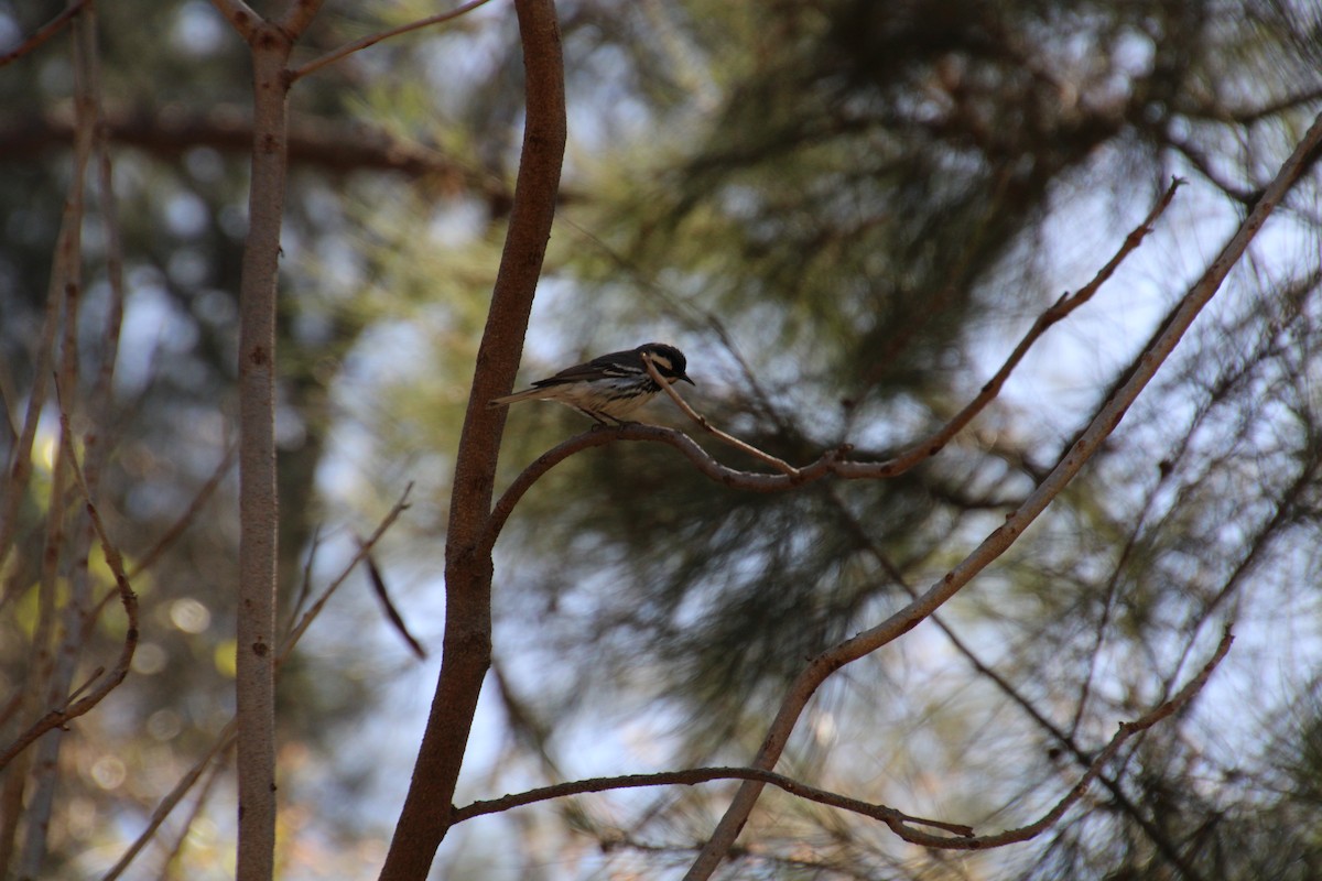 Black-throated Gray Warbler - ML619016007