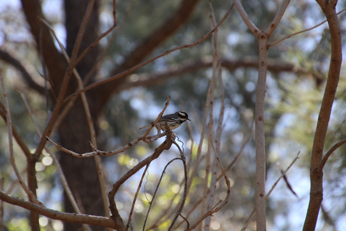 Black-throated Gray Warbler - ML619016008