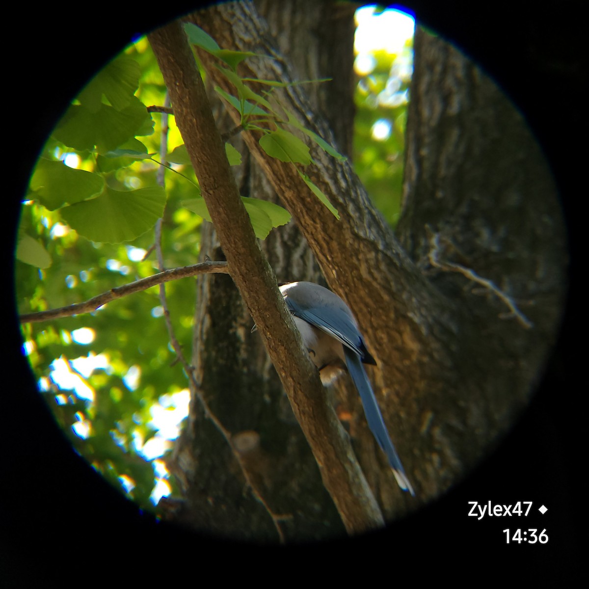Azure-winged Magpie - Dusky Thrush