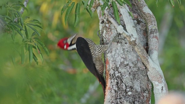 Crimson-crested Woodpecker - ML619016064